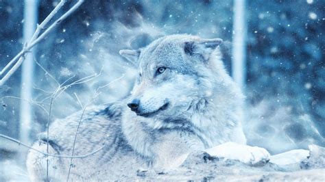 snow wolf